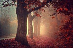 nature, Trees, Fall, Leaves, Red, Path, Mist, Forest, Red Leaves, Relaxation