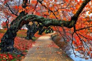 nature, Trees, Fall, Leaves, Red, Path, Park, Water, Bench