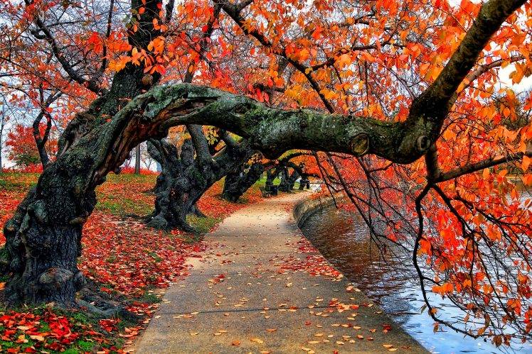 nature, Trees, Fall, Leaves, Red, Path, Park, Water, Bench HD Wallpaper Desktop Background