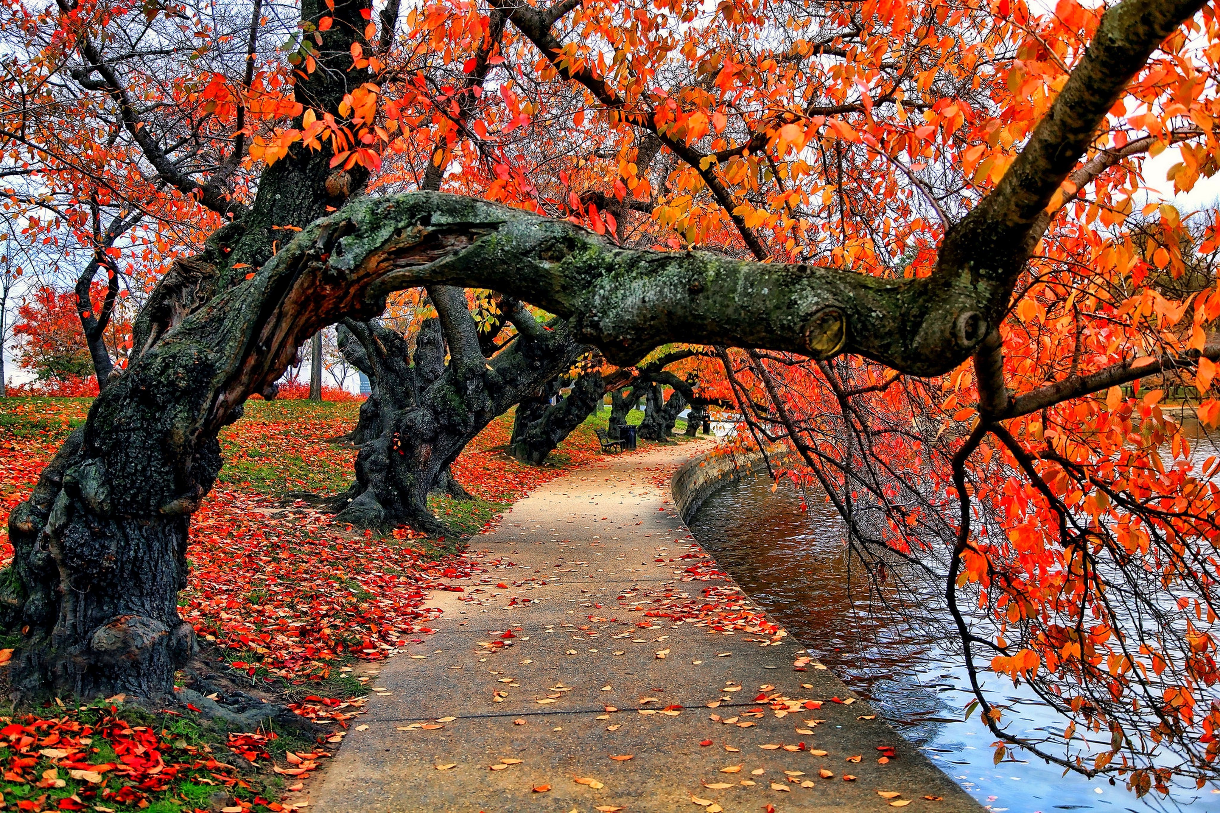 nature, Trees, Fall, Leaves, Red, Path, Park, Water, Bench Wallpaper