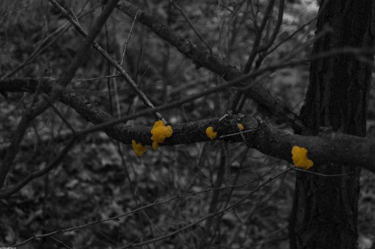 nature, Selective Coloring, Monochrome, Fungus HD Wallpaper Desktop Background