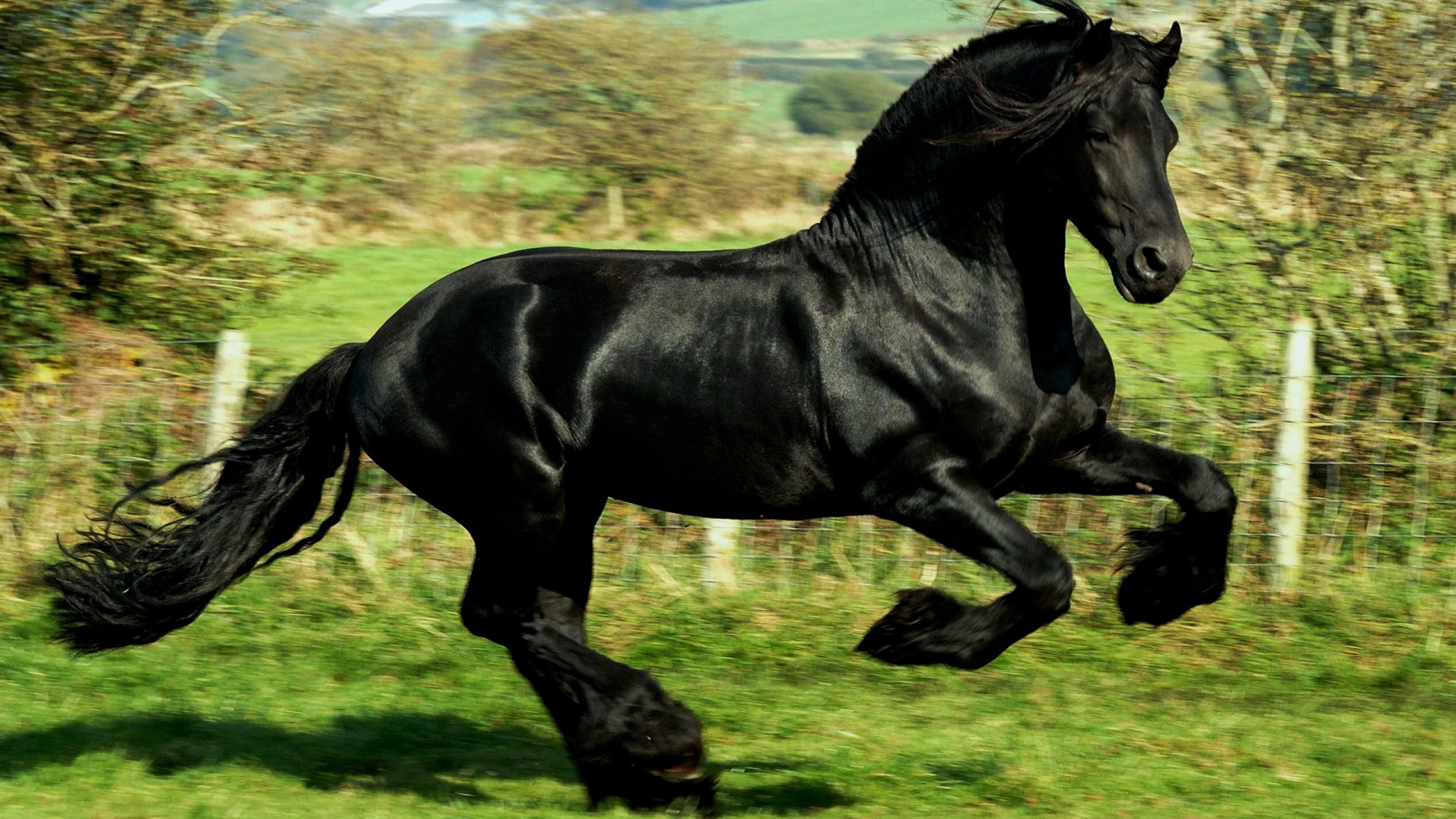 horse, Animals, Running Wallpaper