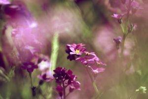 purple Flowers, Flowers, Nature