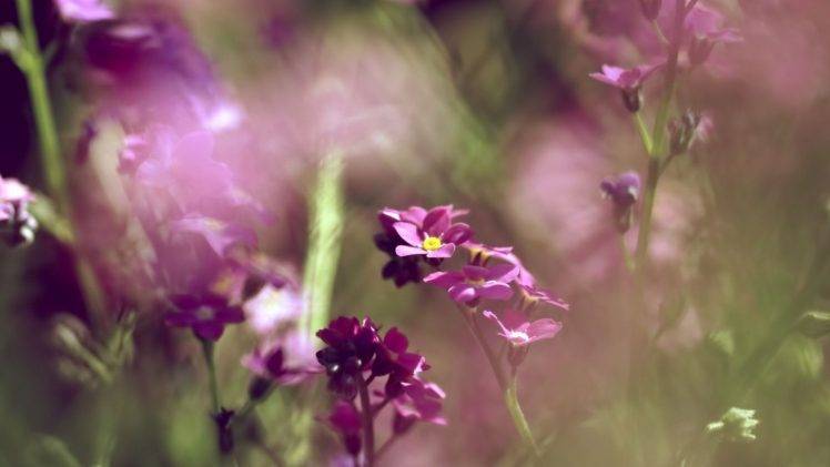 purple Flowers, Flowers, Nature HD Wallpaper Desktop Background