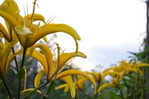 yellow Flowers, Flowers, Nature, Depth Of Field, Lilies
