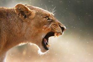 nature, Lion, Animals, Roar