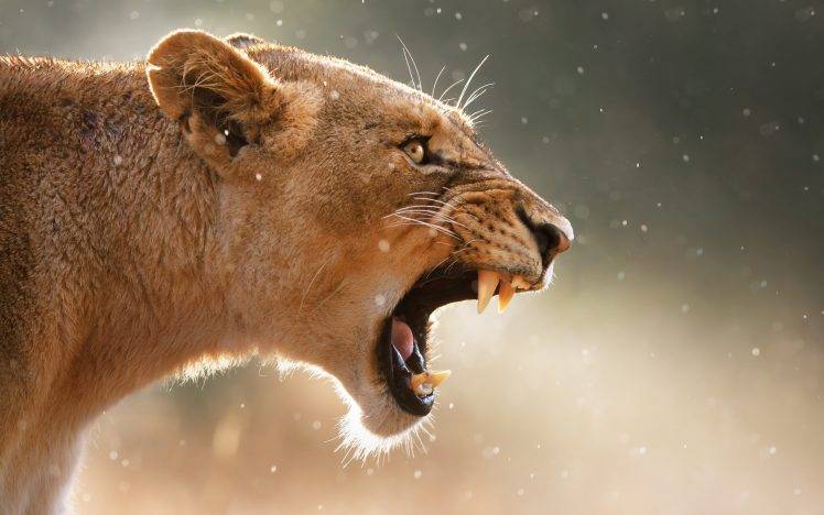 nature, Lion, Animals, Roar HD Wallpaper Desktop Background