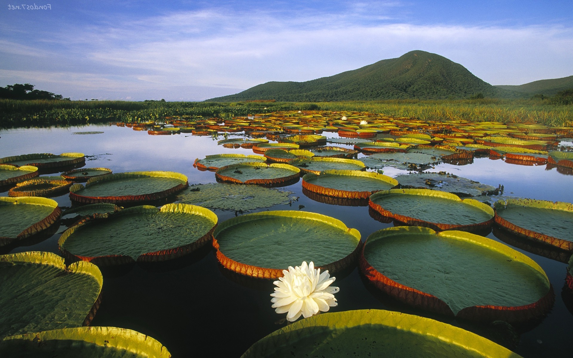 lily Pads Water Lilies Lake Hill Landscape Wallpapers 