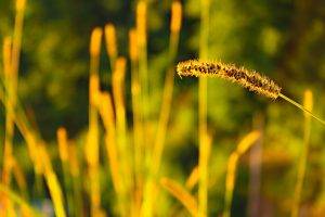 nature, Spikelets, Blurred