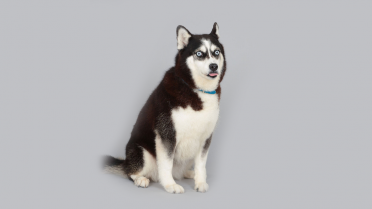 animals, Dog, Nature, Simple, Humor HD Wallpaper Desktop Background