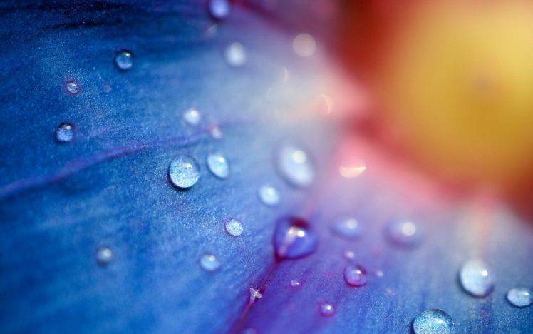 flowers, Macro, Water Drops, Blue Flowers HD Wallpaper Desktop Background