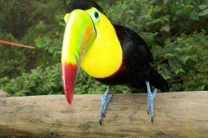 toucans, Animals, Birds