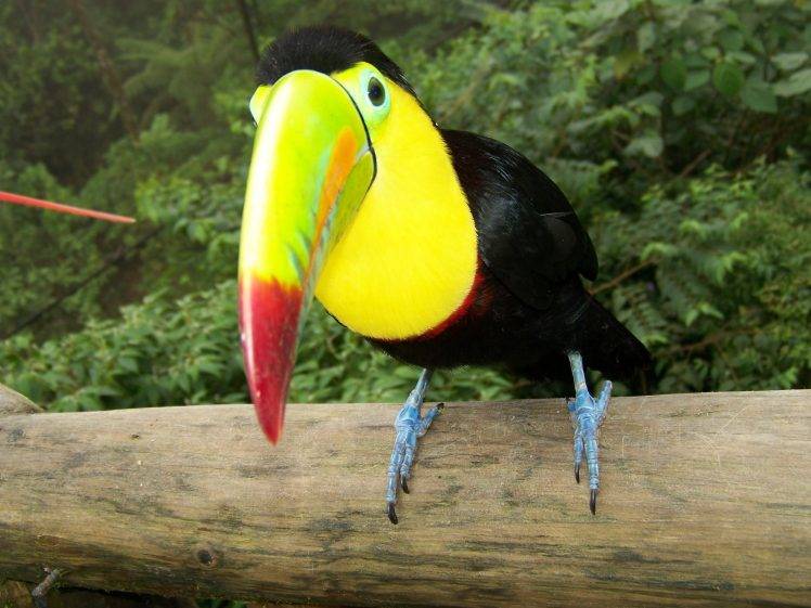 toucans, Animals, Birds HD Wallpaper Desktop Background