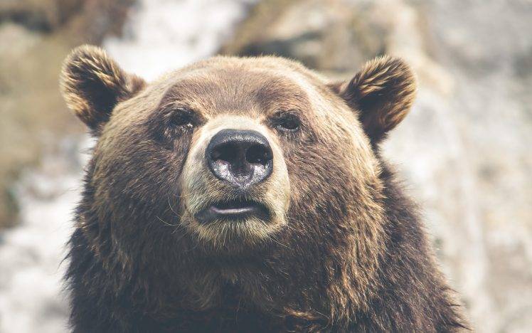 animals, Thomas Lefebvre, Bears HD Wallpaper Desktop Background