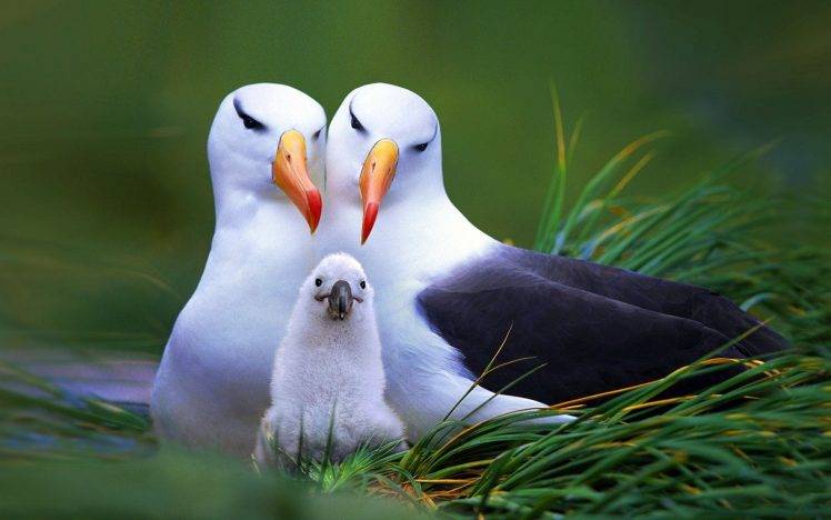 animals, Birds, Seagulls, Baby Animals HD Wallpaper Desktop Background