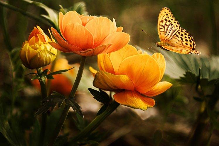 butterfly, Flowers, Nature, Insect, Yellow Flowers HD Wallpaper Desktop Background