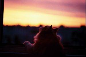 window Sill, Cat, Animals, Sunset