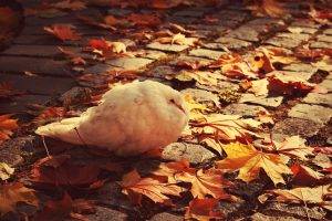 animals, Birds, Leaves, Cobblestone, Doves, Fall