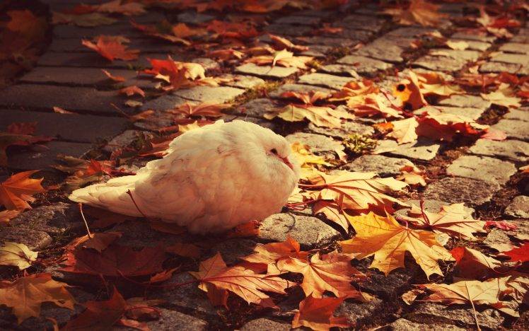 animals, Birds, Leaves, Cobblestone, Doves, Fall HD Wallpaper Desktop Background