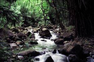 river, Forest, Rock, Jungles