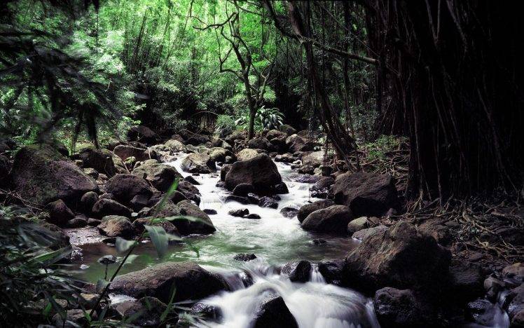 river, Forest, Rock, Jungles HD Wallpaper Desktop Background