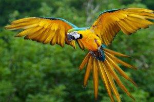 animals, Macaws, Birds, Parrot