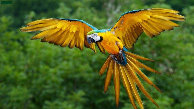 animals, Macaws, Birds, Parrot HD Wallpaper Desktop Background