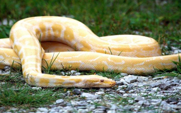 snake, Animals, Reptile HD Wallpaper Desktop Background