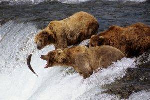 nature, Animals, Grizzly Bears, Fish, Hunter, River, Waterfall