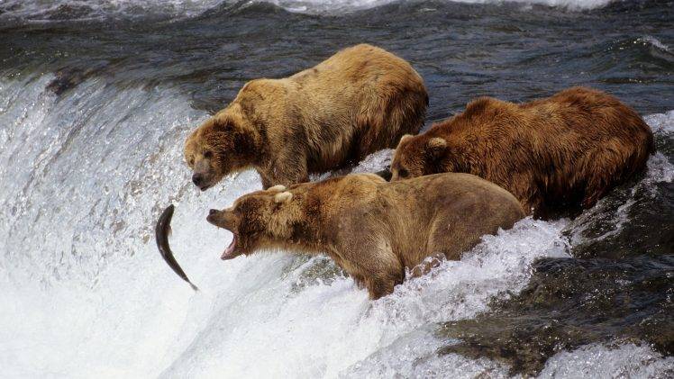 nature, Animals, Grizzly Bears, Fish, Hunter, River, Waterfall HD Wallpaper Desktop Background