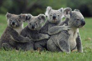 nature, Animals, Koalas, Field, Grass, Family