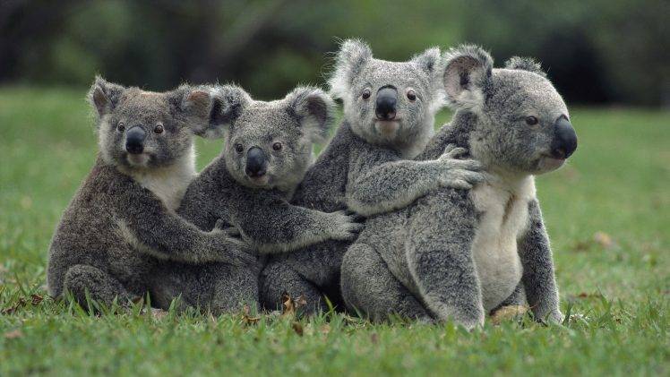 nature, Animals, Koalas, Field, Grass, Family HD Wallpaper Desktop Background