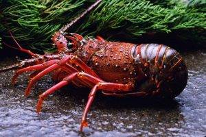 animals, Lobsters, Crustaceans