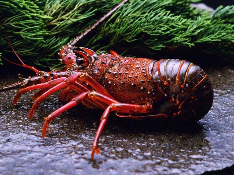 animals, Lobsters, Crustaceans HD Wallpaper Desktop Background