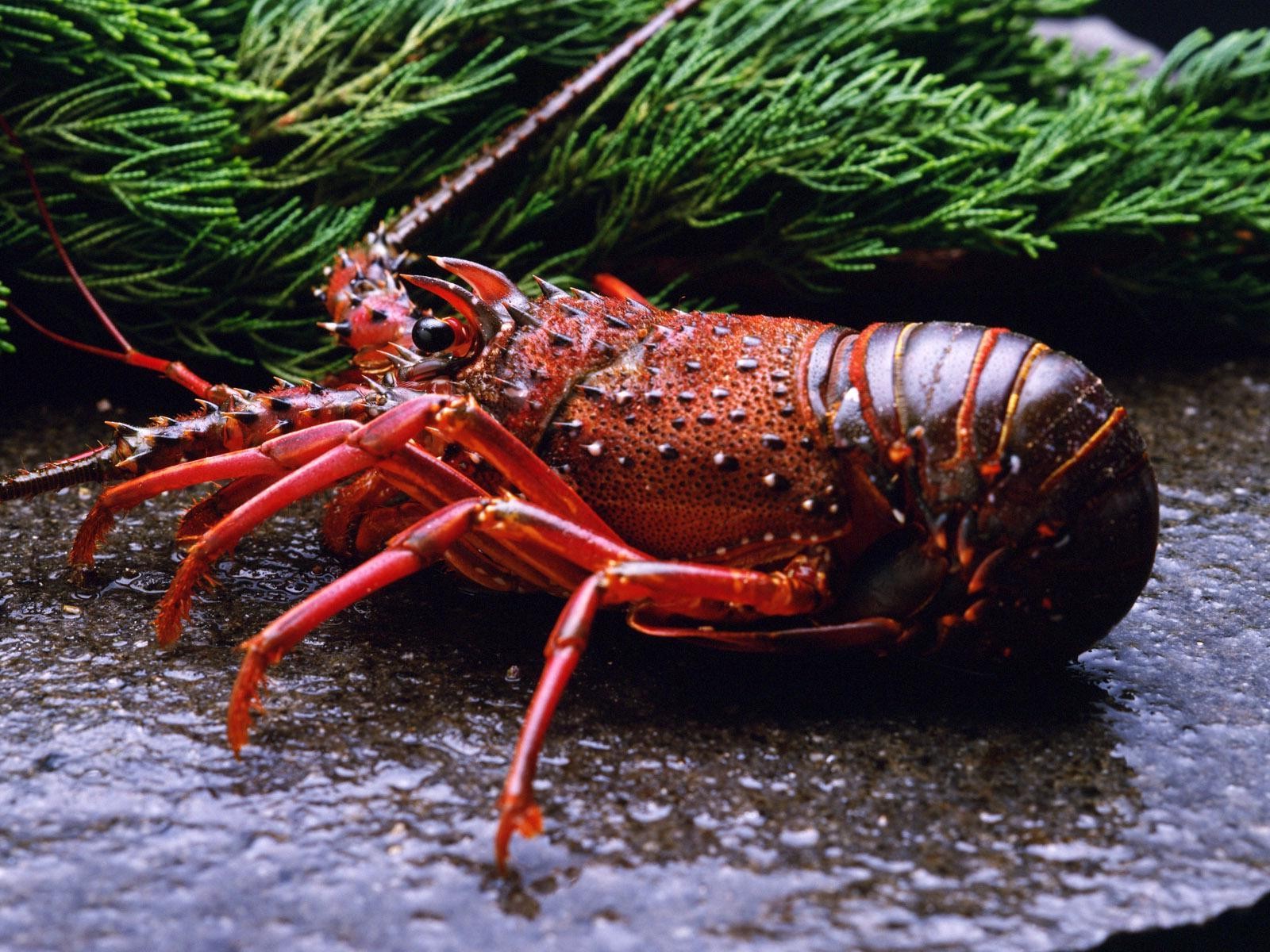 animals, Lobsters, Crustaceans Wallpaper
