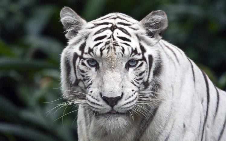 tiger, Nature, Animals HD Wallpaper Desktop Background