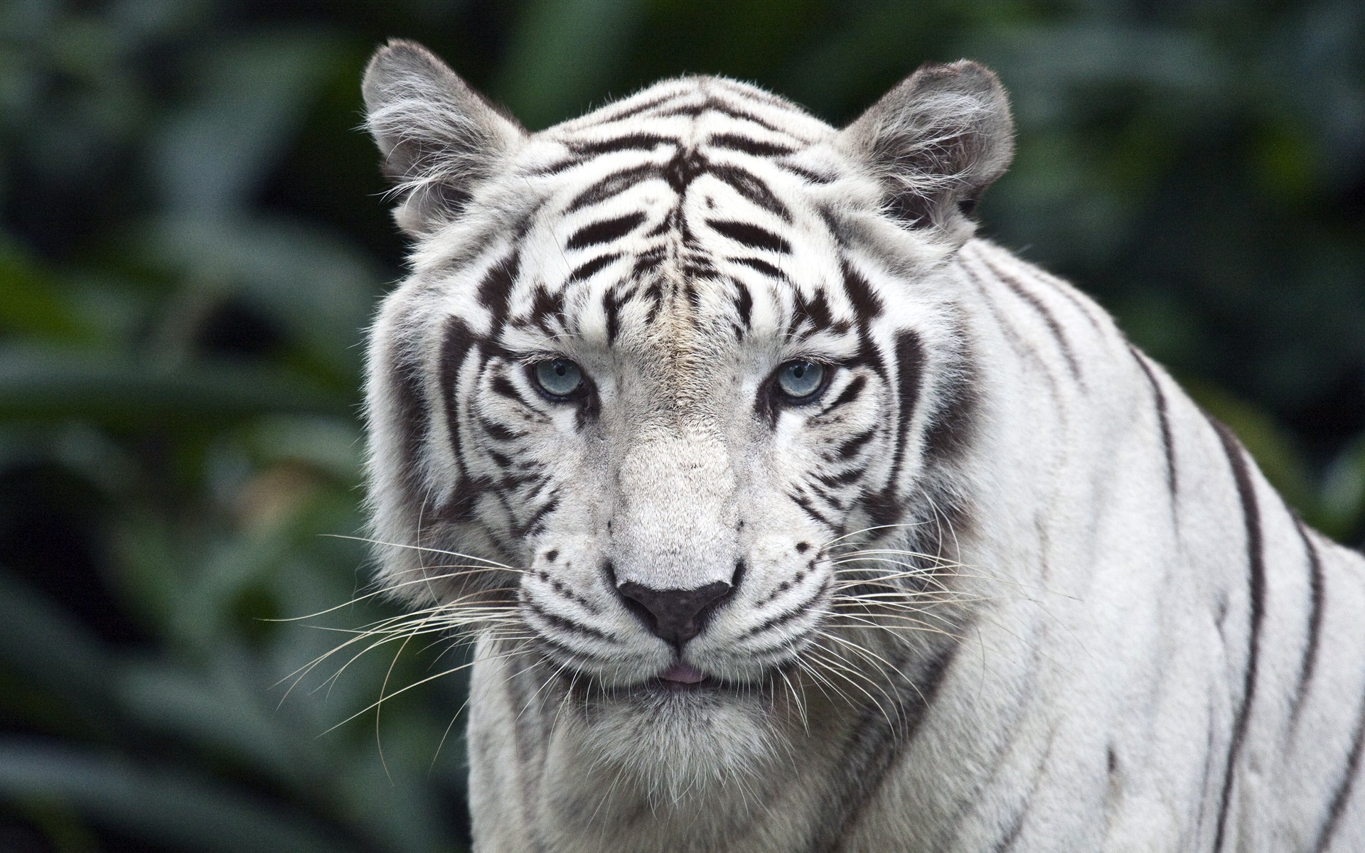 tiger, Nature, Animals Wallpaper