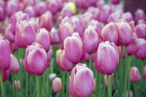 tulips, Flowers, Nature, Pink Flowers