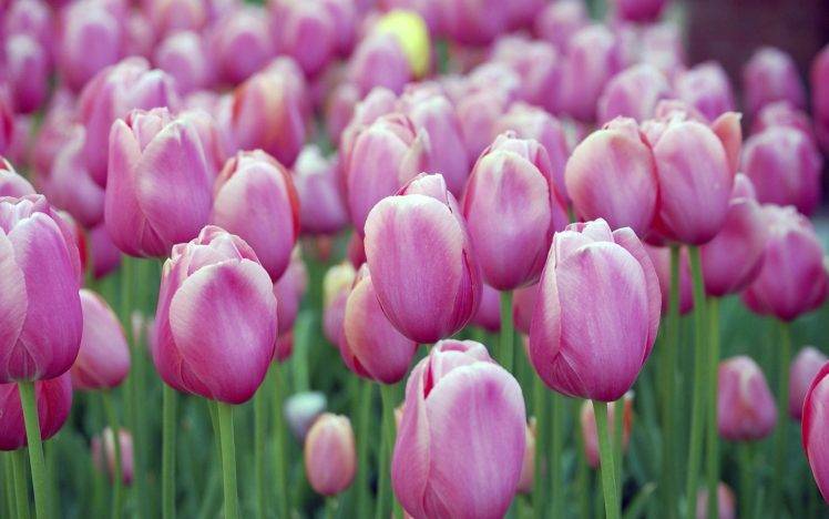 tulips, Flowers, Nature, Pink Flowers HD Wallpaper Desktop Background