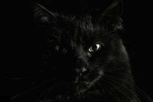 animals, Cat, Black Cats