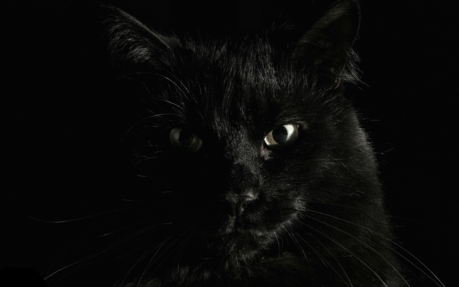 animals, Cat, Black Cats Wallpaper