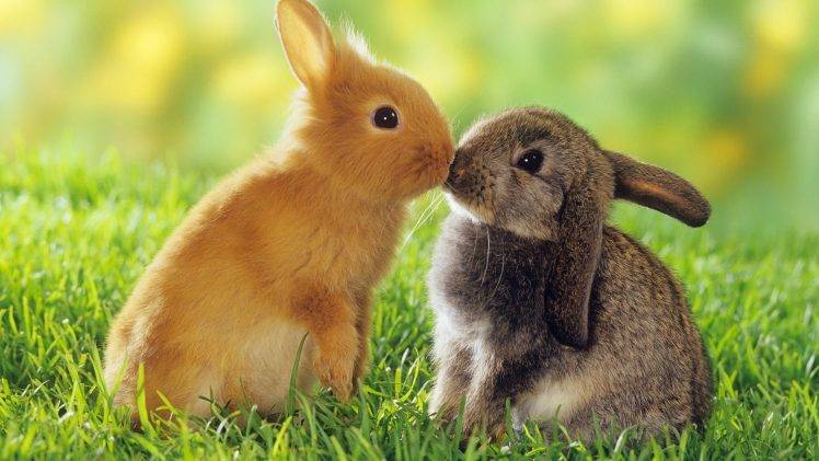 animals, Rabbits, Grass HD Wallpaper Desktop Background