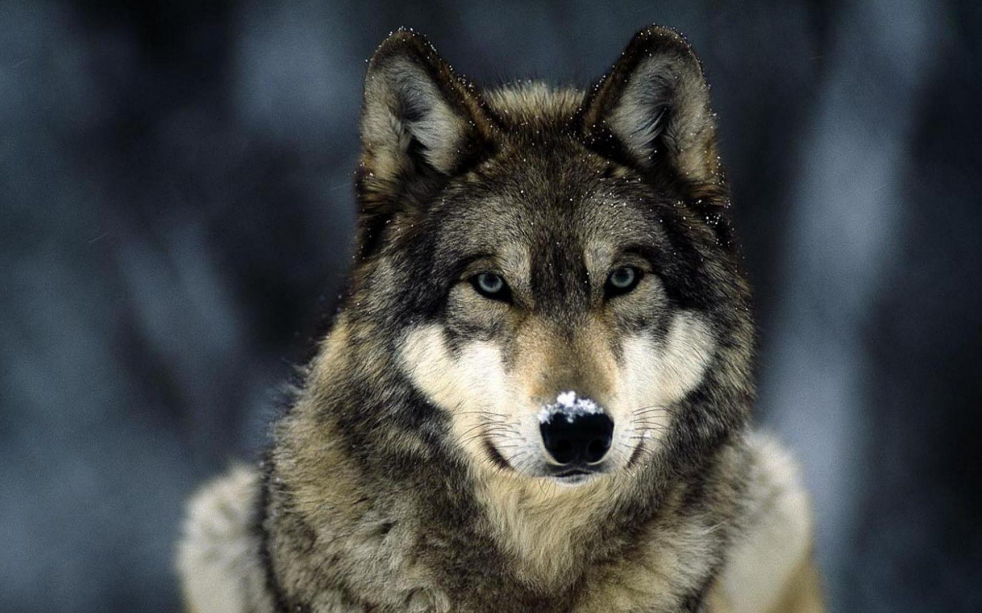 wolf Animals  Wallpapers  HD Desktop and Mobile Backgrounds