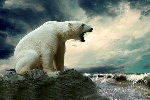 polar Bears, Nature, Animals