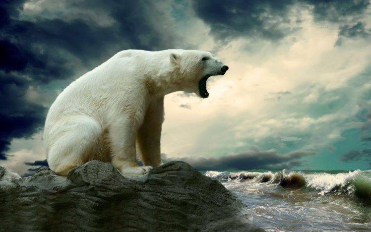 polar Bears, Nature, Animals HD Wallpaper Desktop Background