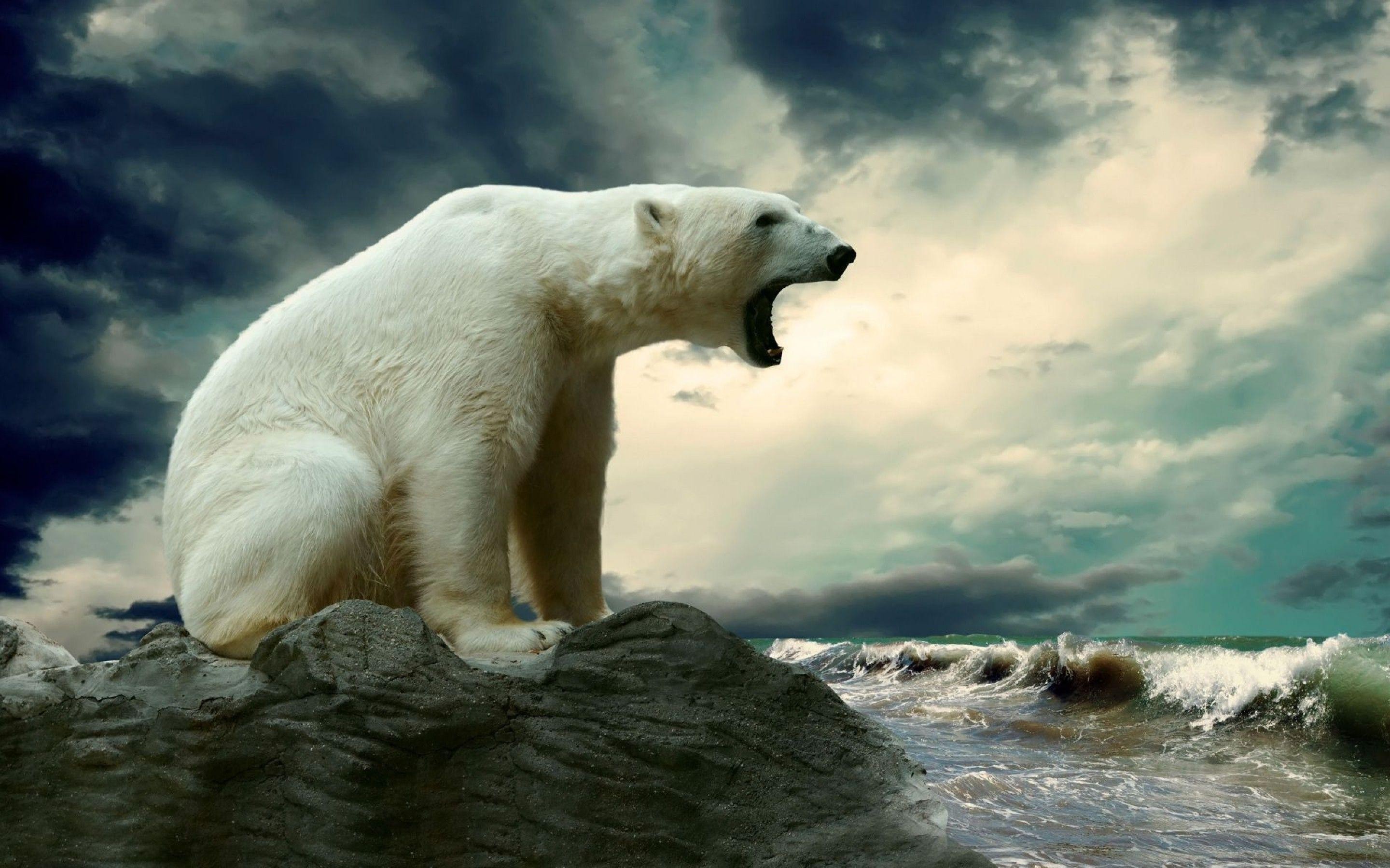 polar Bears, Nature, Animals Wallpaper