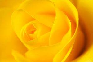flowers, Rose, Yellow Flowers