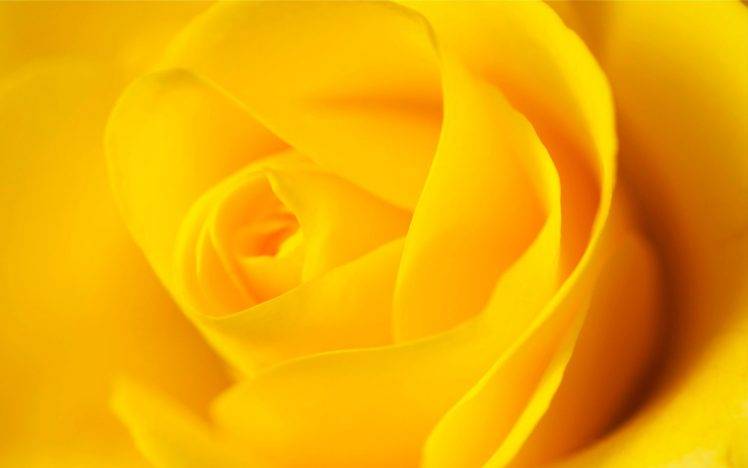 flowers, Rose, Yellow Flowers HD Wallpaper Desktop Background
