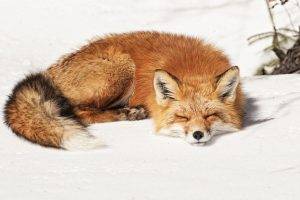 fox, Animals, Snow