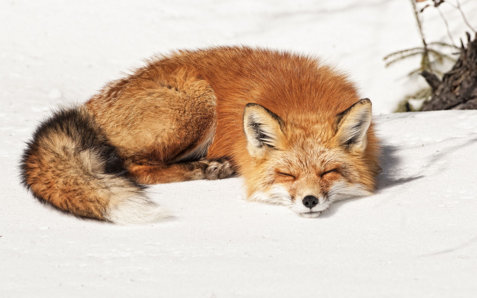 fox, Animals, Snow Wallpaper